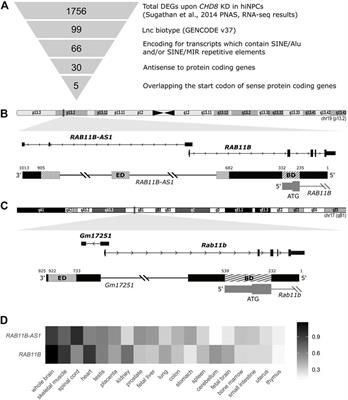 Natural SINEUP RNAs in Autism Spectrum Disorders: RAB11B-AS1 Dysregulation in a Neuronal CHD8 Suppression Model Leads to RAB11B Protein Increase